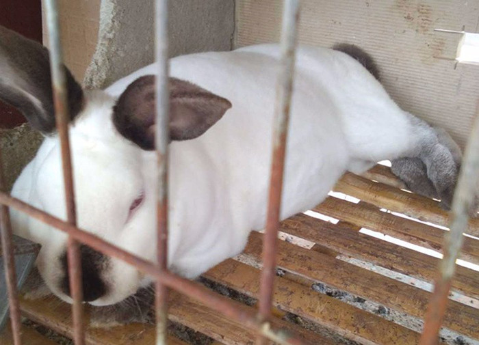 安徽野兔养殖技术免费培训 比利时杂交野兔价格