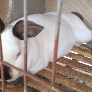 安徽野兔养殖技术免费培训 比利时杂交野兔价格