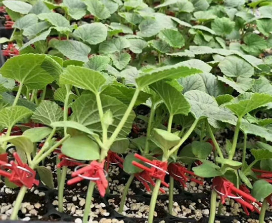 武汉嫁接甜瓜苗 羊角蜜、绿宝薄皮甜瓜苗直销