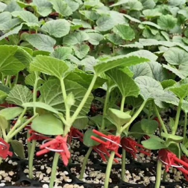 武汉嫁接甜瓜苗 羊角蜜、绿宝薄皮甜瓜苗直销