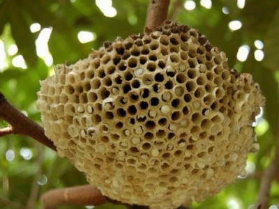 北海马蜂蜂蛹_北海胡蜂蜂蛹_北海大黄蜂蜂蛹_绿之美蜂业有限公司