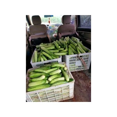 [供]河边千亩蔬菜基地