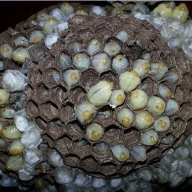 莱芜马蜂蜂蛹_莱芜胡蜂蜂蛹_莱芜大黄蜂蜂蛹_绿之美蜂业有限公司