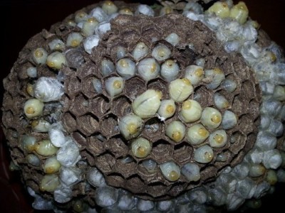 莱芜马蜂蜂蛹_莱芜胡蜂蜂蛹_莱芜大黄蜂蜂蛹_绿之美蜂业有限公司