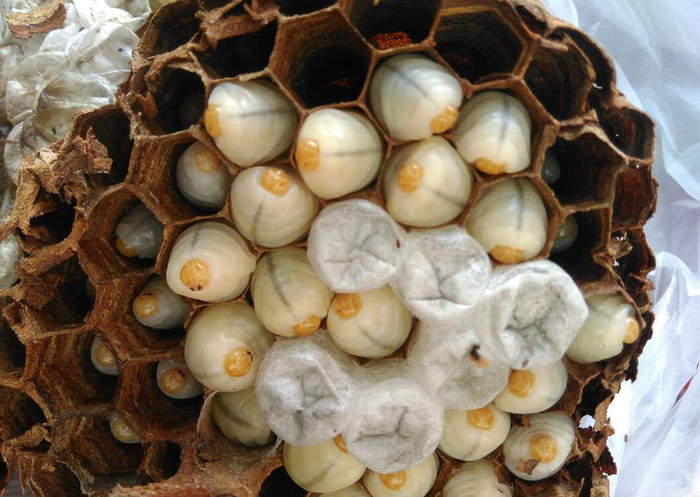 宝鸡马蜂蜂蛹_宝鸡胡蜂蜂蛹_宝鸡大黄蜂蜂蛹_绿之美蜂业有限公司