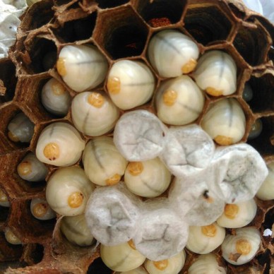 茂名马蜂蜂蛹_茂名胡蜂蜂蛹_茂名大黄蜂蜂蛹_绿之美蜂业有限公司