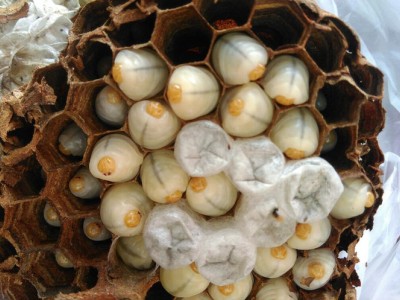 宝鸡马蜂蜂蛹_宝鸡胡蜂蜂蛹_宝鸡大黄蜂蜂蛹_绿之美蜂业有限公司