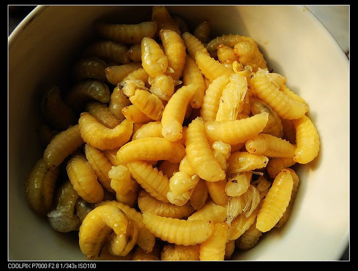 辽宁马蜂蜂蛹_辽宁胡蜂蜂蛹_辽宁大黄蜂蜂蛹_ 绿之美蜂业有限公司