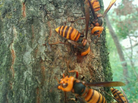 济宁马蜂蜂蛹_济宁胡蜂蜂蛹_济宁大黄蜂蜂蛹_ 绿之美蜂业有限公司