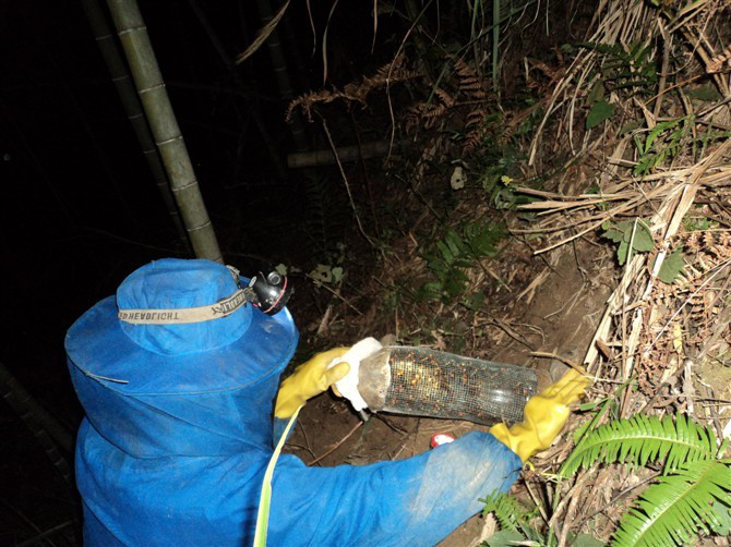 内蒙马蜂蜂蛹_内蒙胡蜂蜂蛹_内蒙大黄蜂蜂蛹_ 绿之美蜂业有限公司