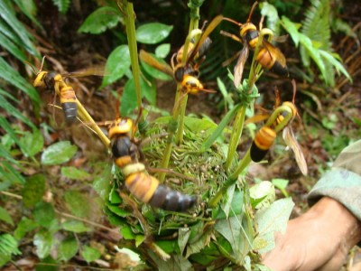 福州马蜂蜂蛹_福州胡蜂蜂蛹_福州大黄蜂蜂蛹_ 绿之美蜂业有限公司