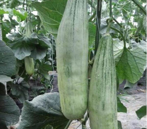 荆门甜瓜嫁接苗厂家 绿宝薄皮甜瓜苗直销