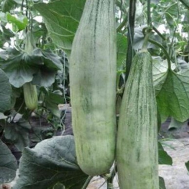 荆门甜瓜嫁接苗厂家 绿宝薄皮甜瓜苗直销