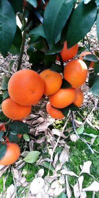 [供]广西武鸣自家沃柑，2万斤左右，欢迎各位老板前来采购