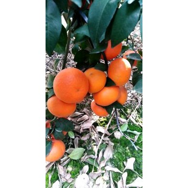 [供]广西武鸣自家沃柑，2万斤左右，欢迎各位老板前来采购