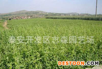 樱桃苗 山东樱桃苗市场 樱桃苗价格 哪里有便宜樱桃苗