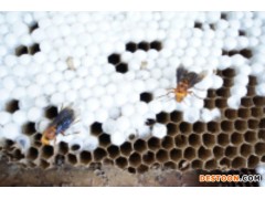 河源马蜂蜂蛹_河源胡蜂蜂蛹_河源大黄蜂蜂蛹