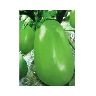 [供]内黄县梁庄镇前桐村茄子大量上市，价格美丽