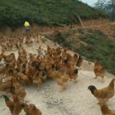[供]正宗山林走地鸡