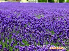 薰衣草图片|口碑好的薰衣草推荐
