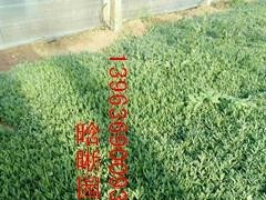 齿叶薰衣草-为您推荐合格的薰衣草