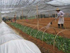 六安桂花苗--桂花苗扦插方法引见