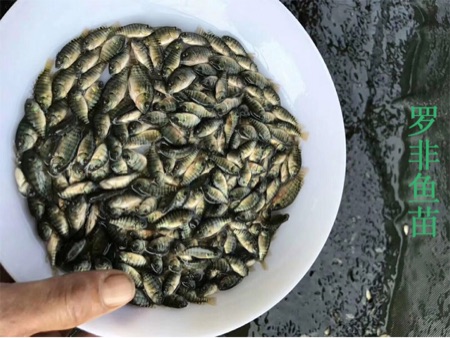 [供]罗非鱼苗品种新吉富’万宝路，吉罗玛、澳泥