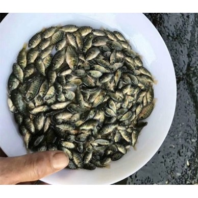 [供]罗非鱼苗品种新吉富’万宝路，吉罗玛、澳泥