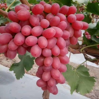 [供]供应葡萄,甜蜜蓝宝石清甜可口果味好，西昌克伦森脆甜爽口