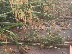 养殖青蛙前景如何-青蛙养殖-半亩田公司(查看)