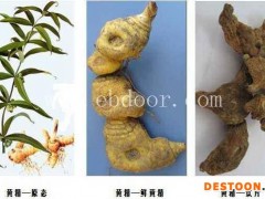 黄精-叶氏药材合作社收益高-小黄精