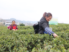 大山深处有茶香 黔西县春色满园采茶忙