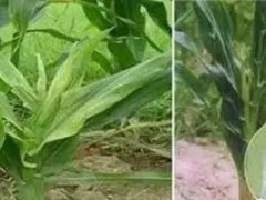 玉米苗期需警惕粗缩病，严重时可绝产！