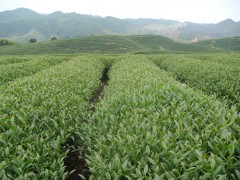 龙岩市再添一茶叶地理标志登记产品