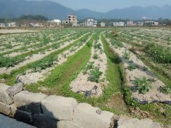 灵山县农业农村局落实措施稳增长