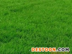 亳州紫羊茅-郑州名声好的紫羊茅供应商推荐