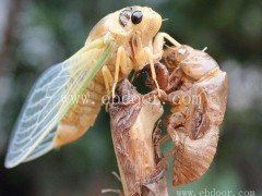 金蝉养殖吧-淼源金蝉(在线咨询)-焦作金蝉养殖