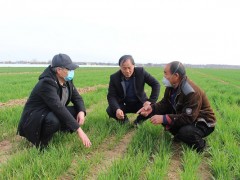 富平：初级职业农民王满绪积极效力小麦春管