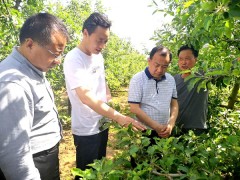 鹤壁市果菜中心迅速展开灾情调查和产业扶贫义务-宝鸡鹤壁市农业农村局