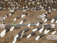 铜川：晋中市农业科学研讨所示范种植羊肚菌长势喜人