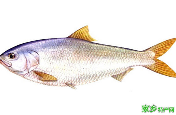 鲥鱼 -吉安峡江特产