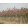香花槐_嫁接香花槐_香花槐价格_香花槐小苗 - 运城苗木基地