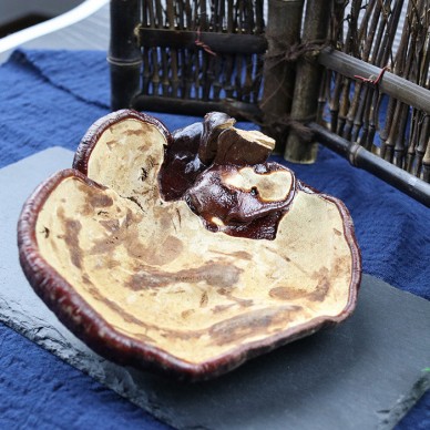 灵芝对有效长白山灵芝片老年可以灵芝