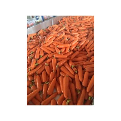 [供]山西省应县大型无公害蔬菜基地代购中心。