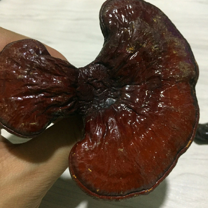 灵芝价格长白山灵芝高血压灵芝礼盒包装盒