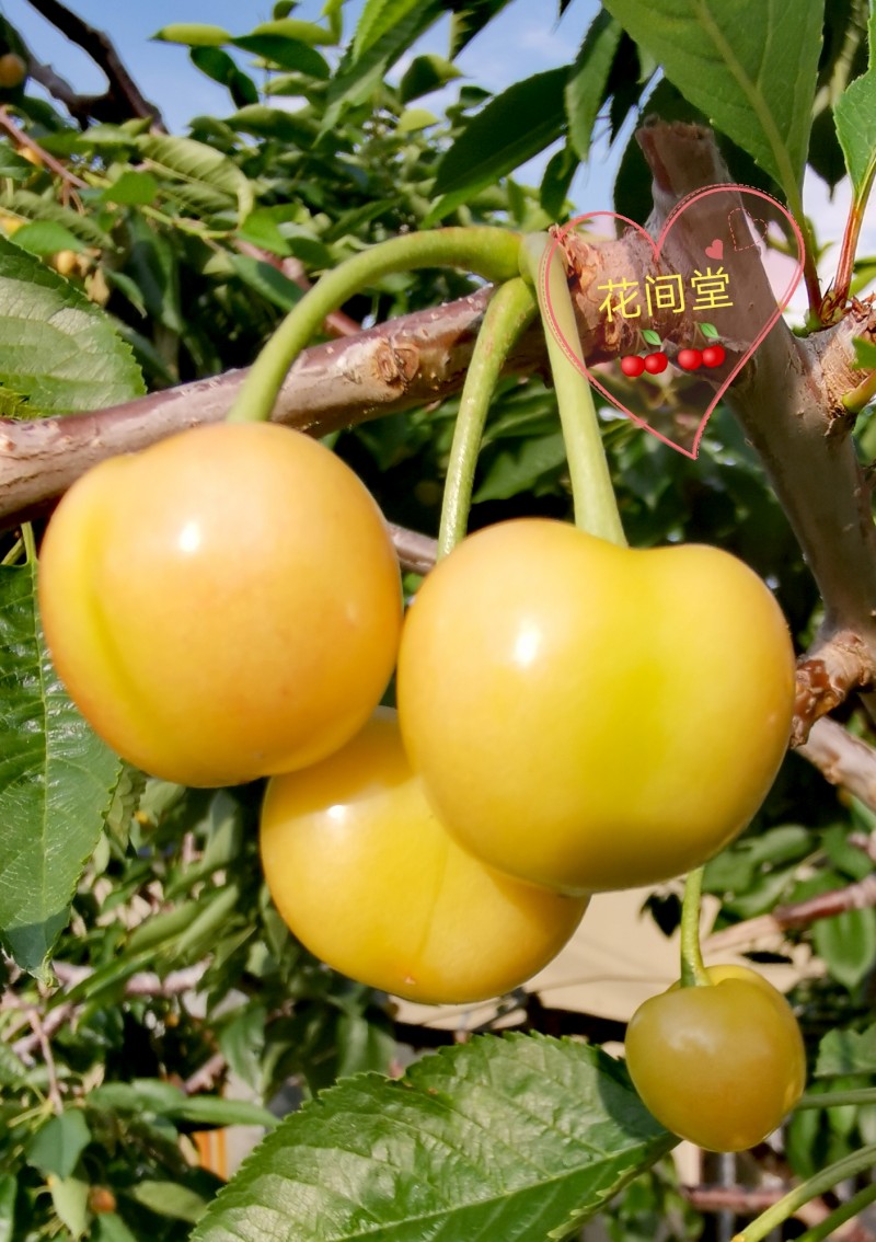 大连花间堂纯山地大樱桃/招一件代发/可高端定制/零售