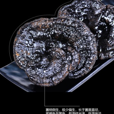 老年人吃灵芝好长白山灵芝片 灵芝 赤灵芝灵芝么的