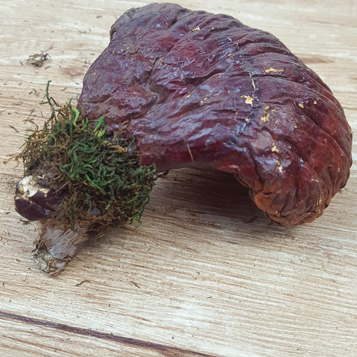 长白山特产灵芝长白山灵芝灵芝椴木