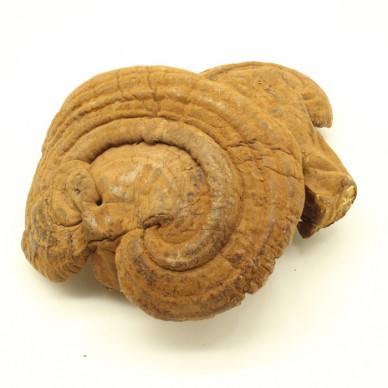 灵芝么保存好长白山灵芝生产供应商全灵芝的作用