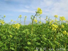 芥末种植、防病及采收​办法